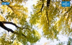 Solución tecnológica: BRANCHBIOTECH